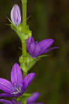 Prairie Venus' looking-glass